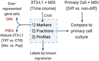 A Small Fraction of Progenitors Differentiate Into Mature Adipocytes by Escaping the Constraints on the Cell Structure